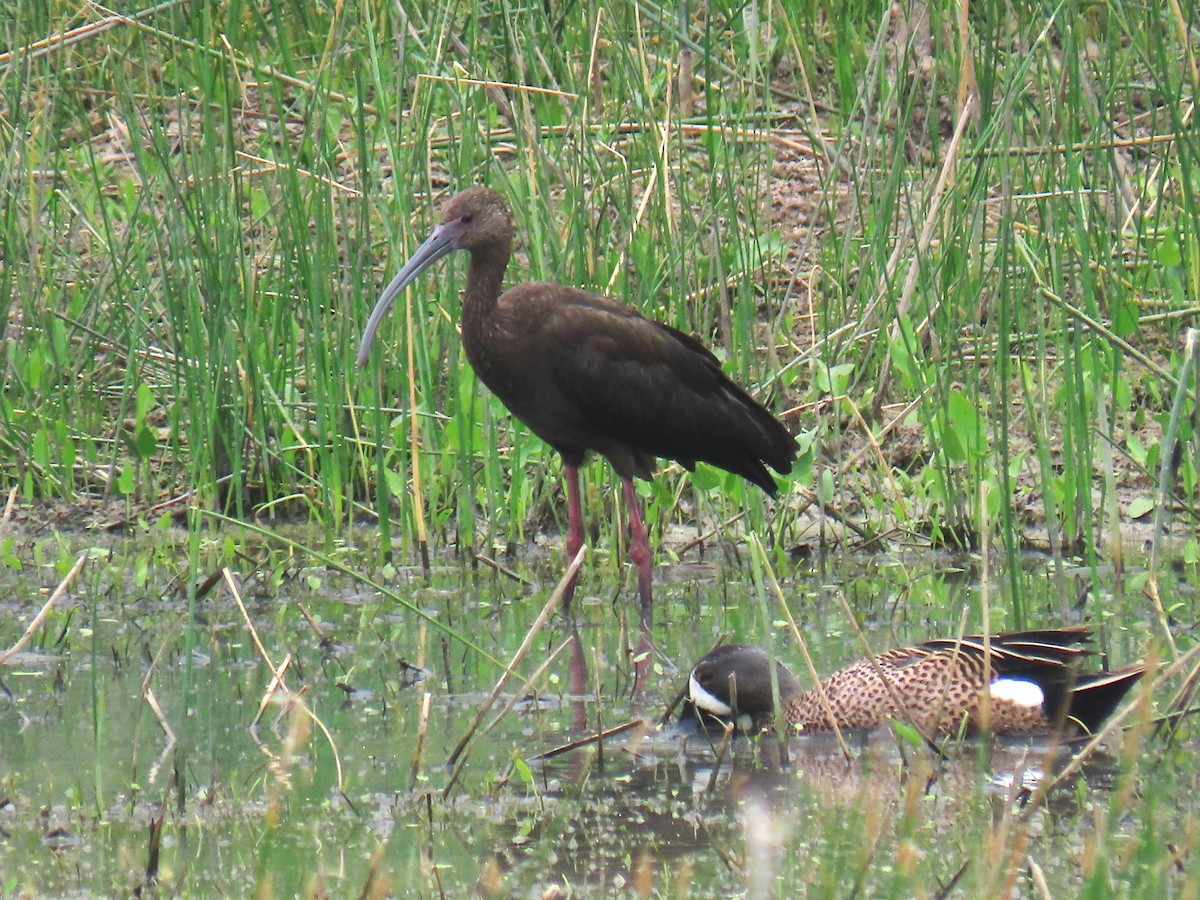 Ibis à face blanche - ML618289932