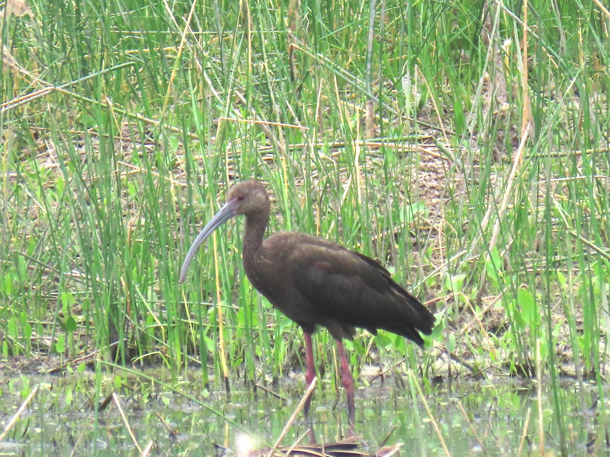 ibis americký - ML618289933
