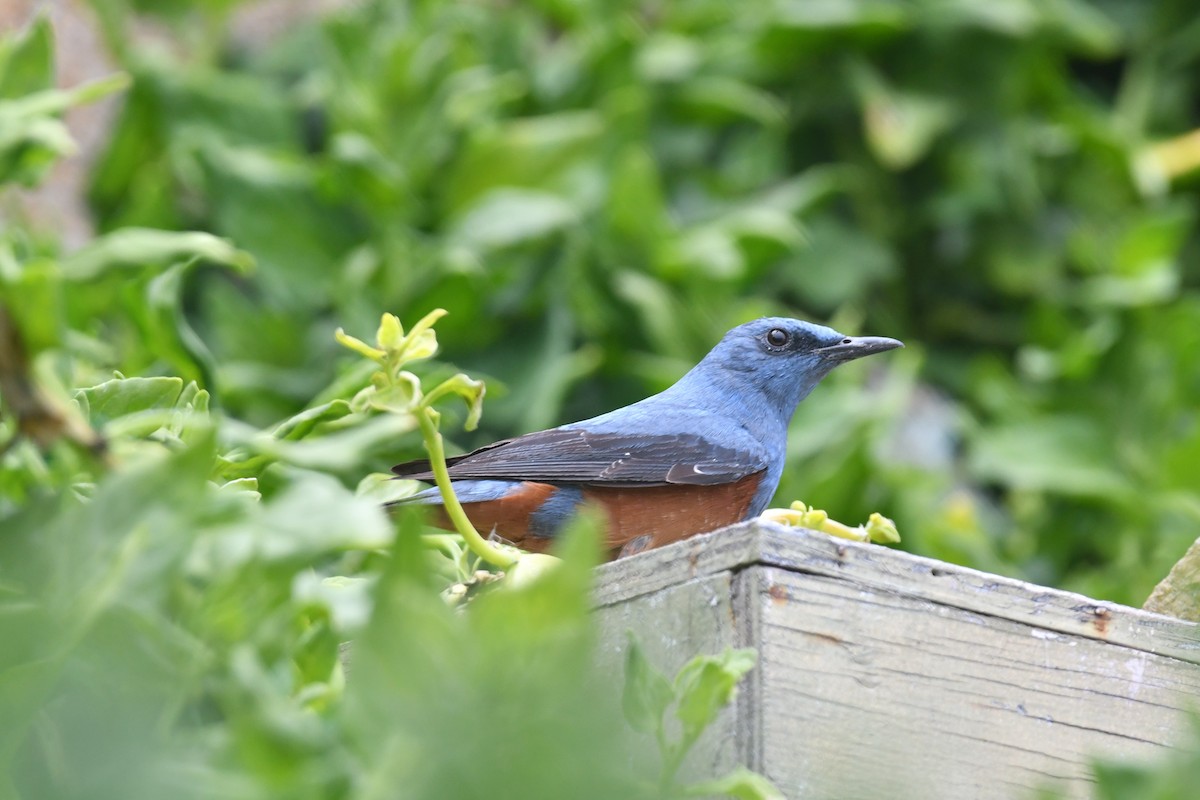 Blue Rock-Thrush (philippensis) - Heather Williams