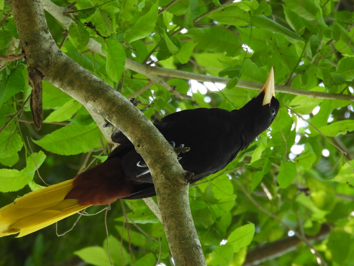 Crested Oropendola - Gabriel Utria - Quetzal Birdwatch