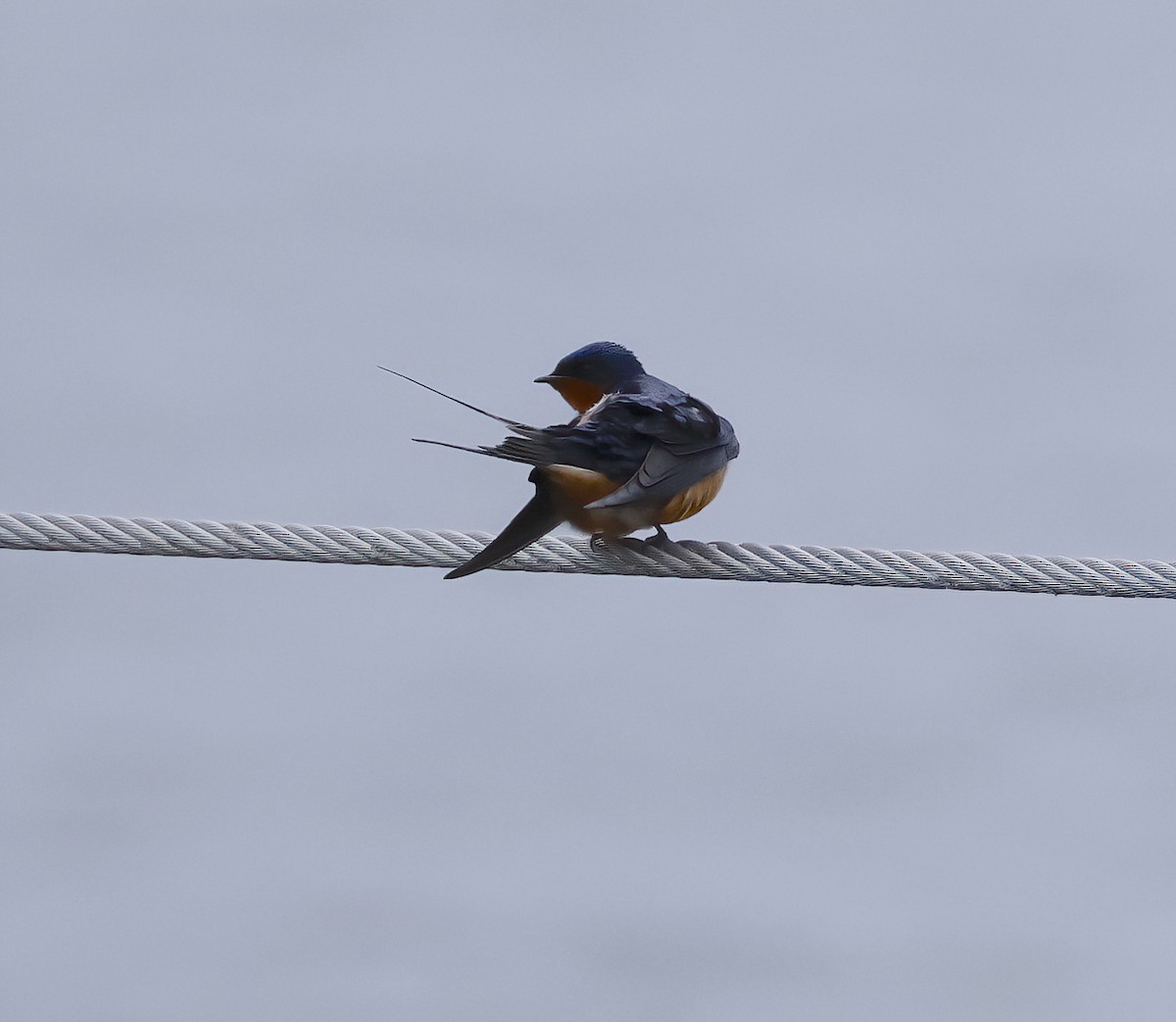 Barn Swallow - Scott Sneed