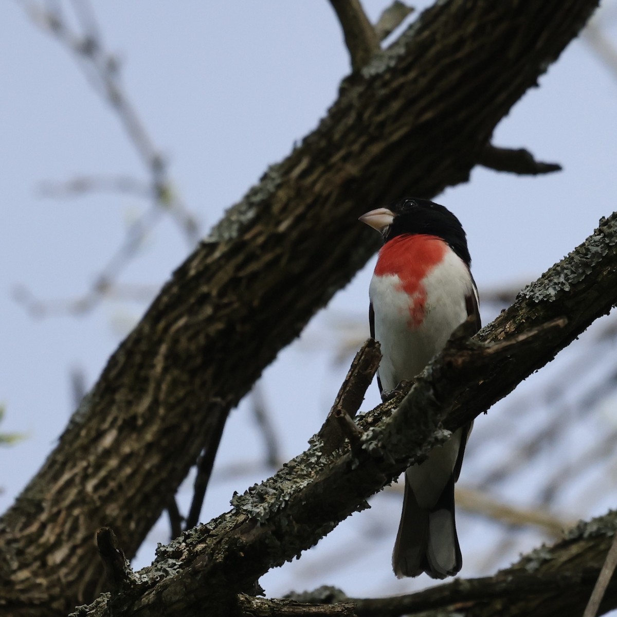 Rose-breasted Grosbeak - Michael Burkhart