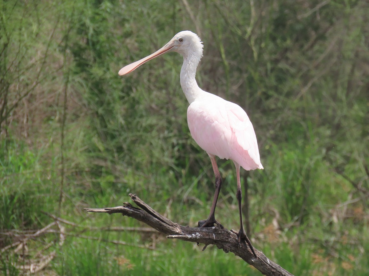 Roseate Spoonbill - Alan Morris