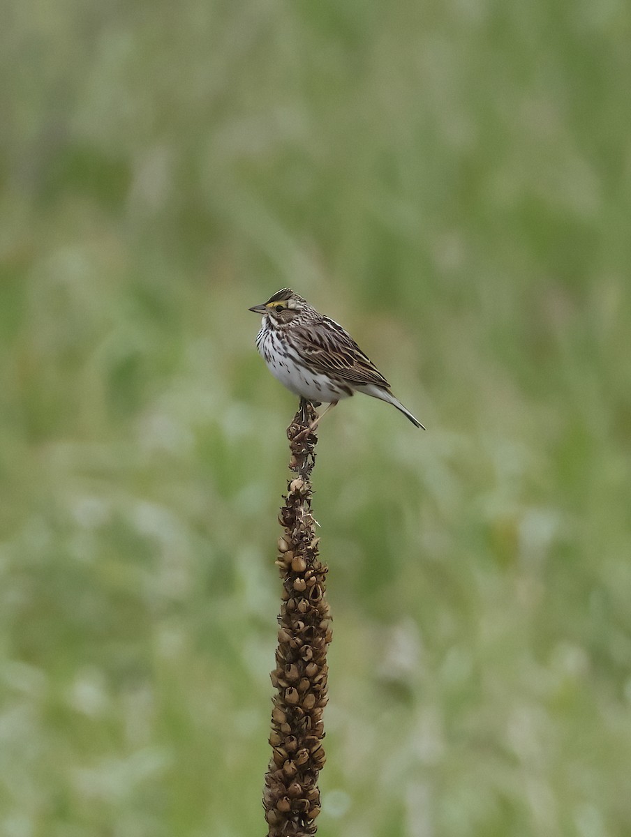 Savannah Sparrow - Scott Sneed