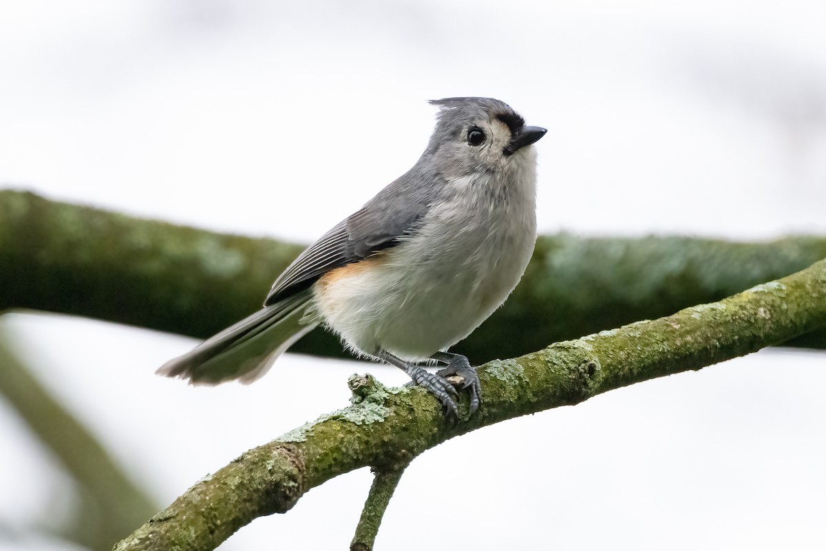 Tufted Titmouse - Shori Velles