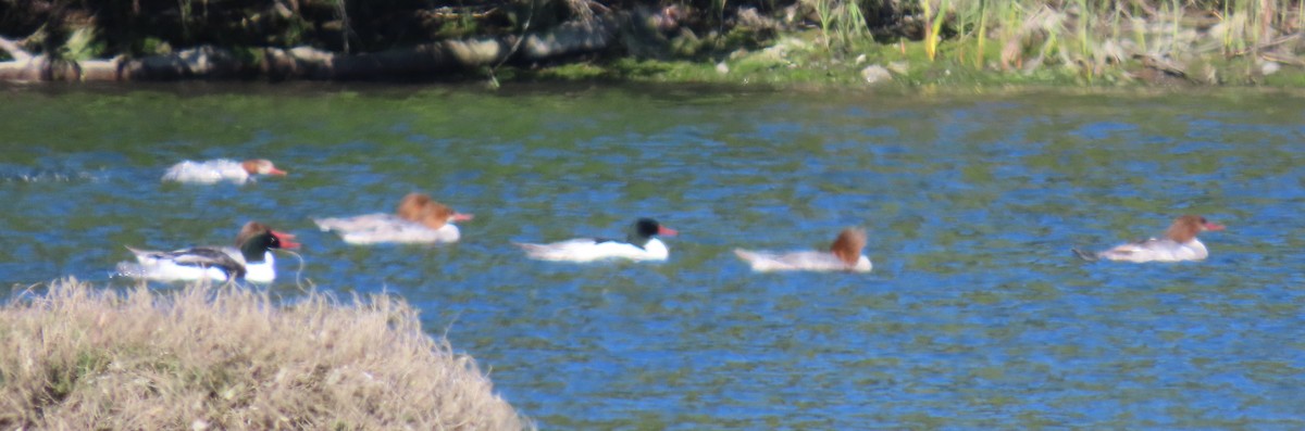 Common Merganser - ML618290015