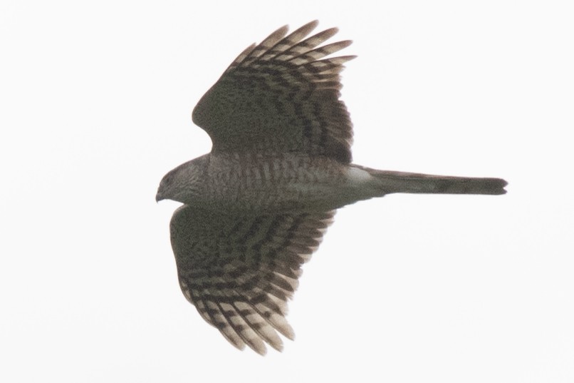 Sharp-shinned Hawk - David Brown