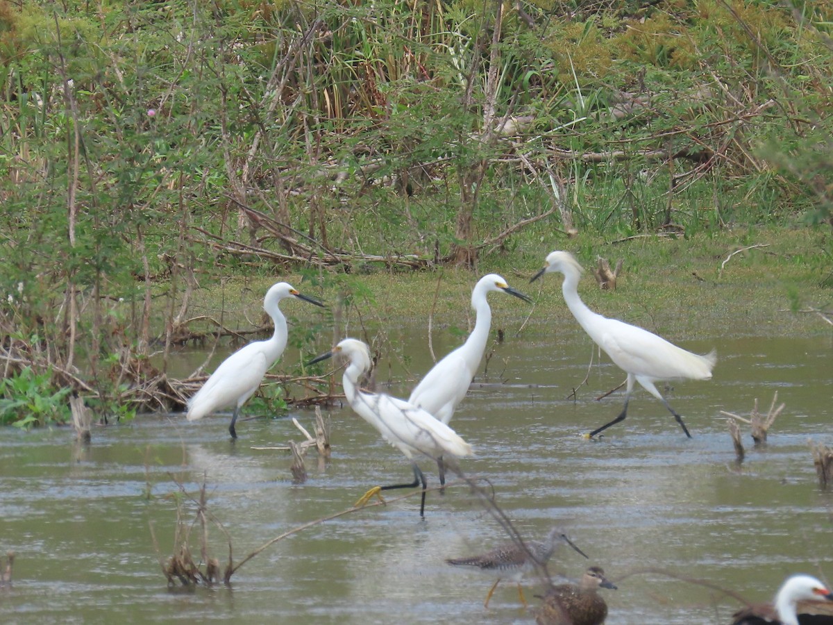 Snowy Egret - ML618290020