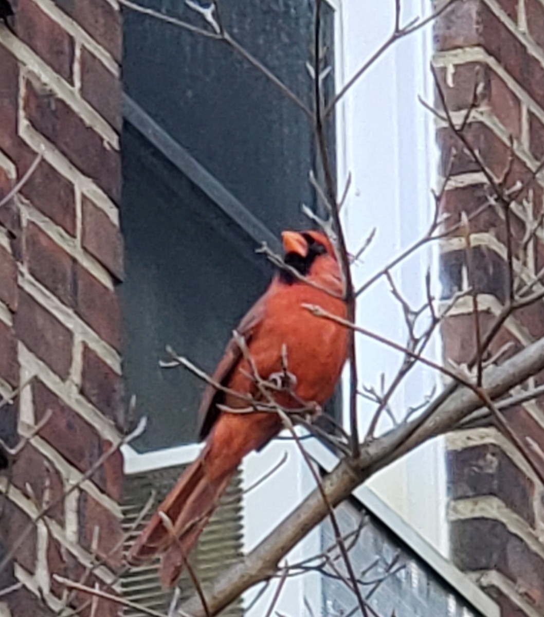 Northern Cardinal - ML618290033