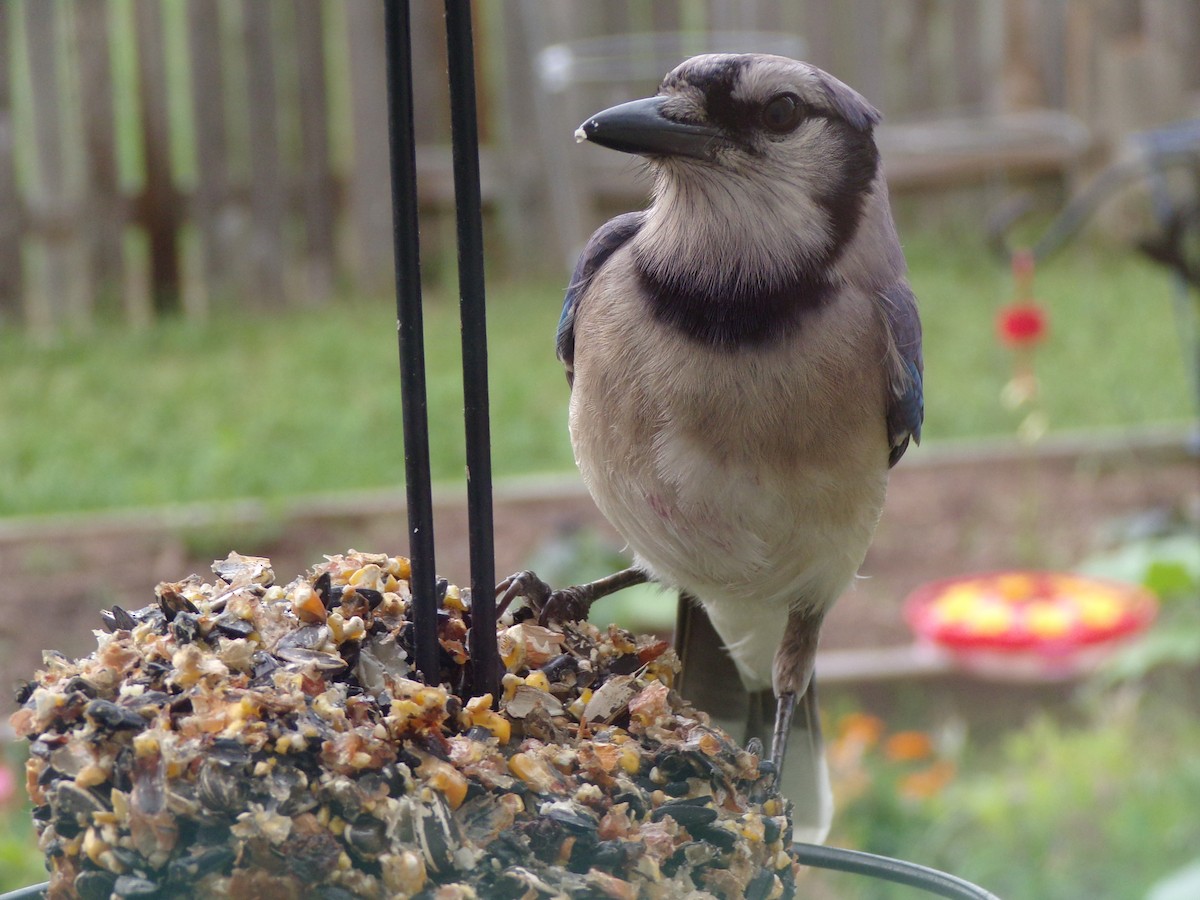 Blue Jay - Texas Bird Family