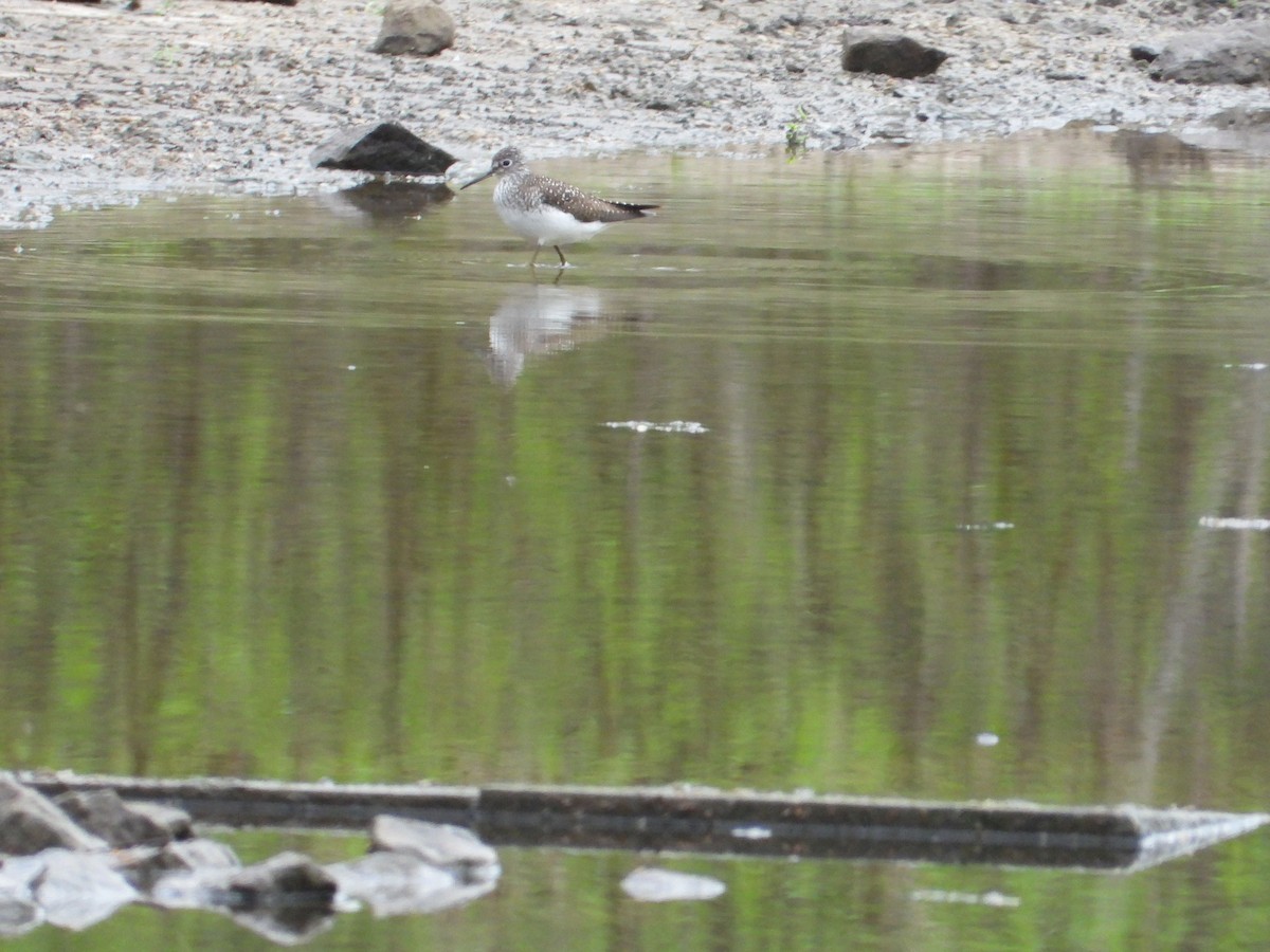 Solitary Sandpiper - Angela Frohring