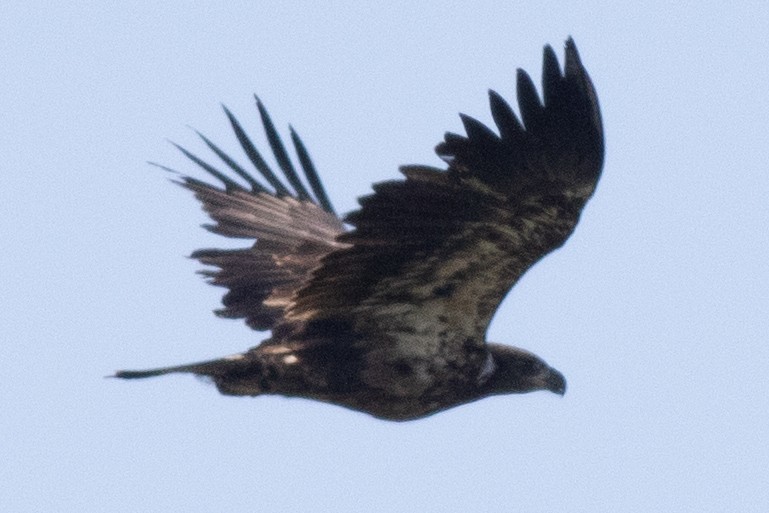 Bald Eagle - David Brown