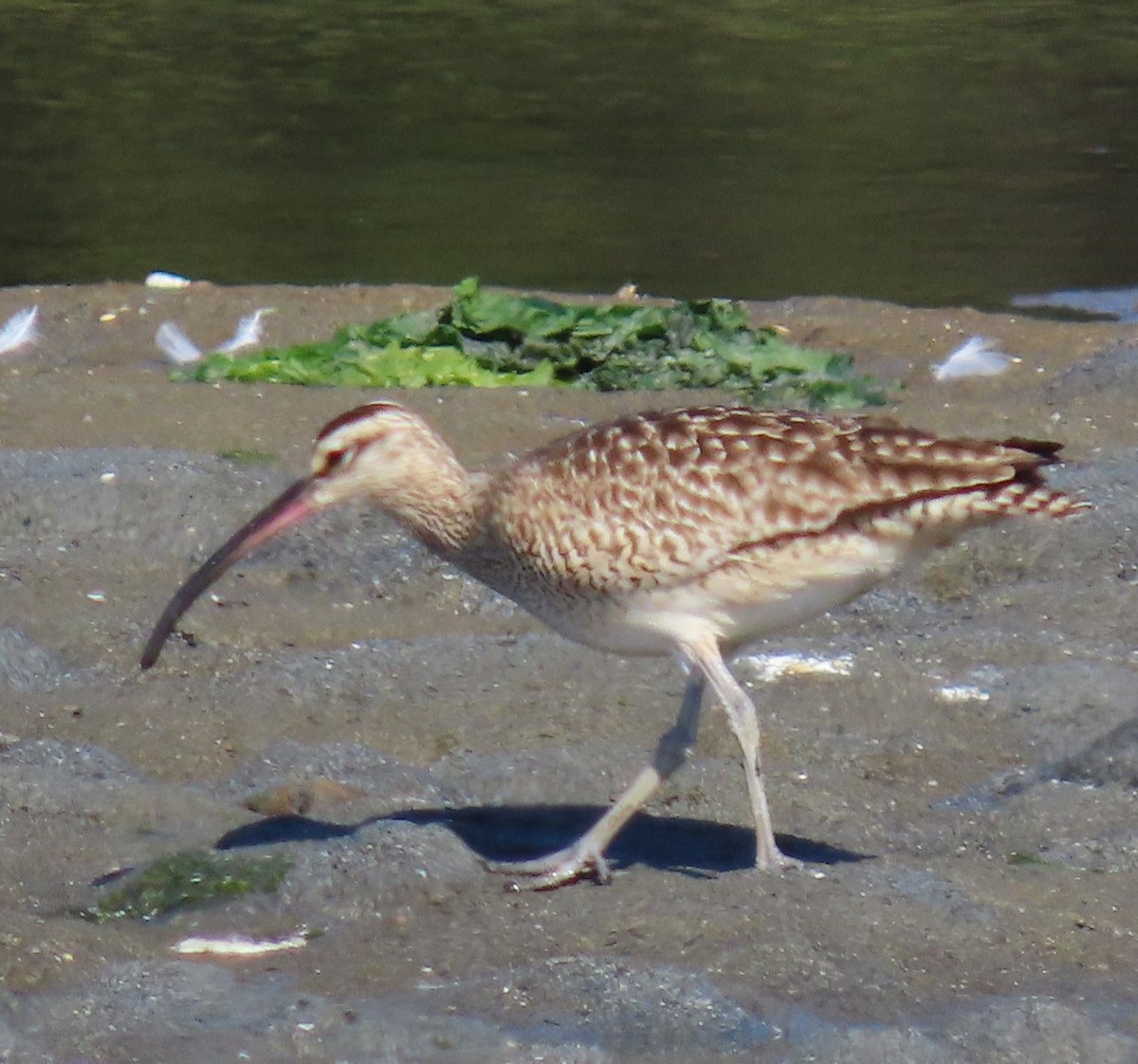 Whimbrel - Linda Archer