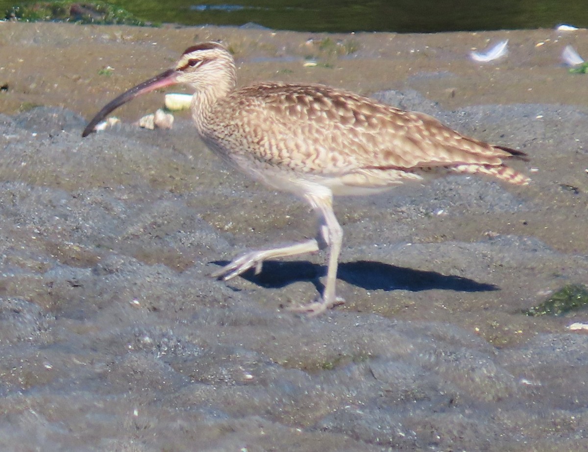 Whimbrel - ML618290071