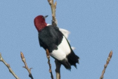 Red-headed Woodpecker - David Brown