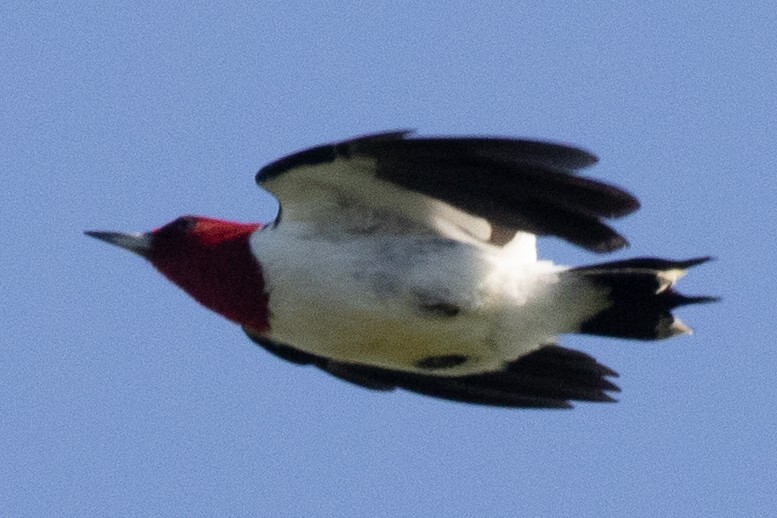 Red-headed Woodpecker - David Brown