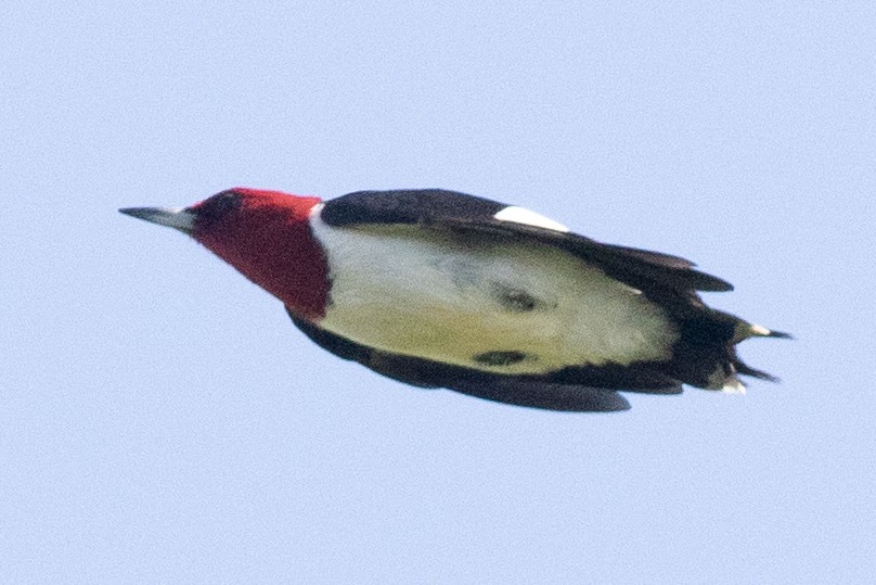 Red-headed Woodpecker - David Brown