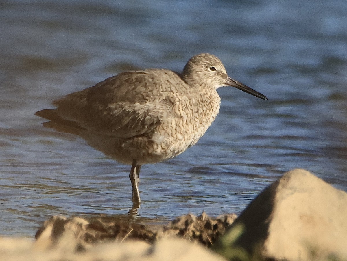 Willet - ML618290090