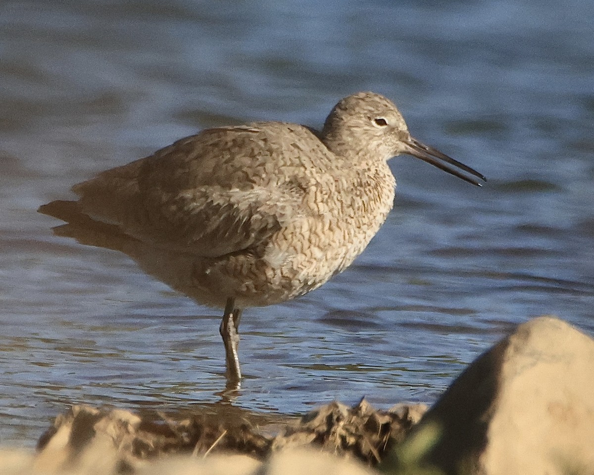 Willet - ML618290091