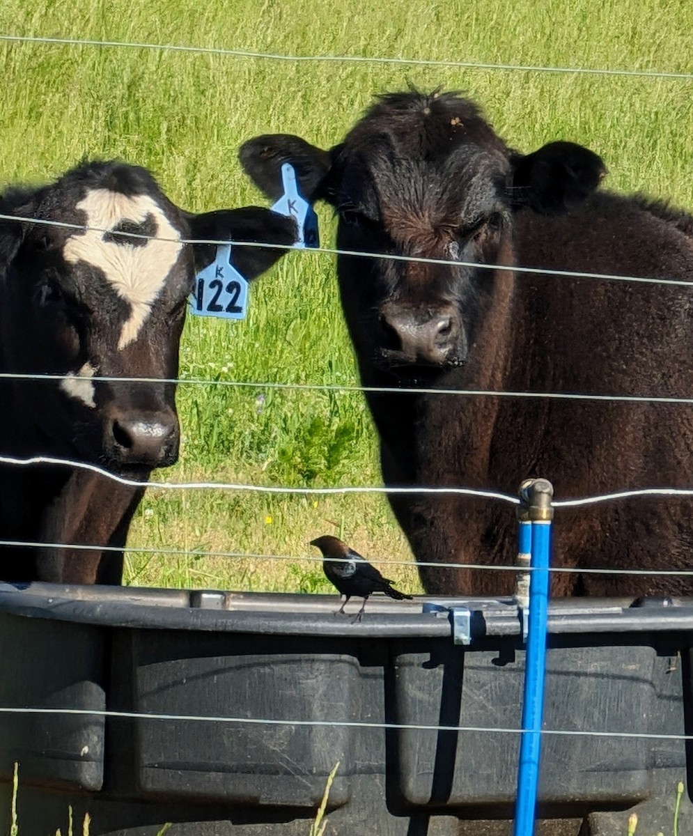 Brown-headed Cowbird - ML618290106