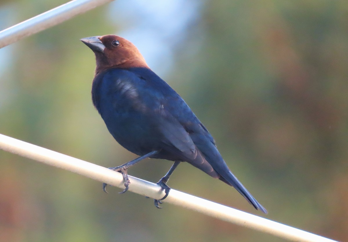 Brown-headed Cowbird - Jeff Beane