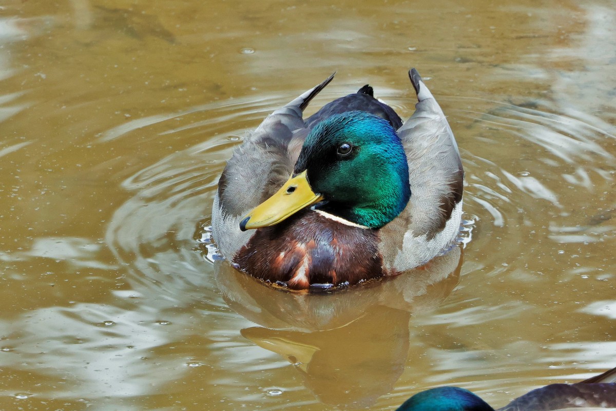 Mallard - Risë Foster-Bruder