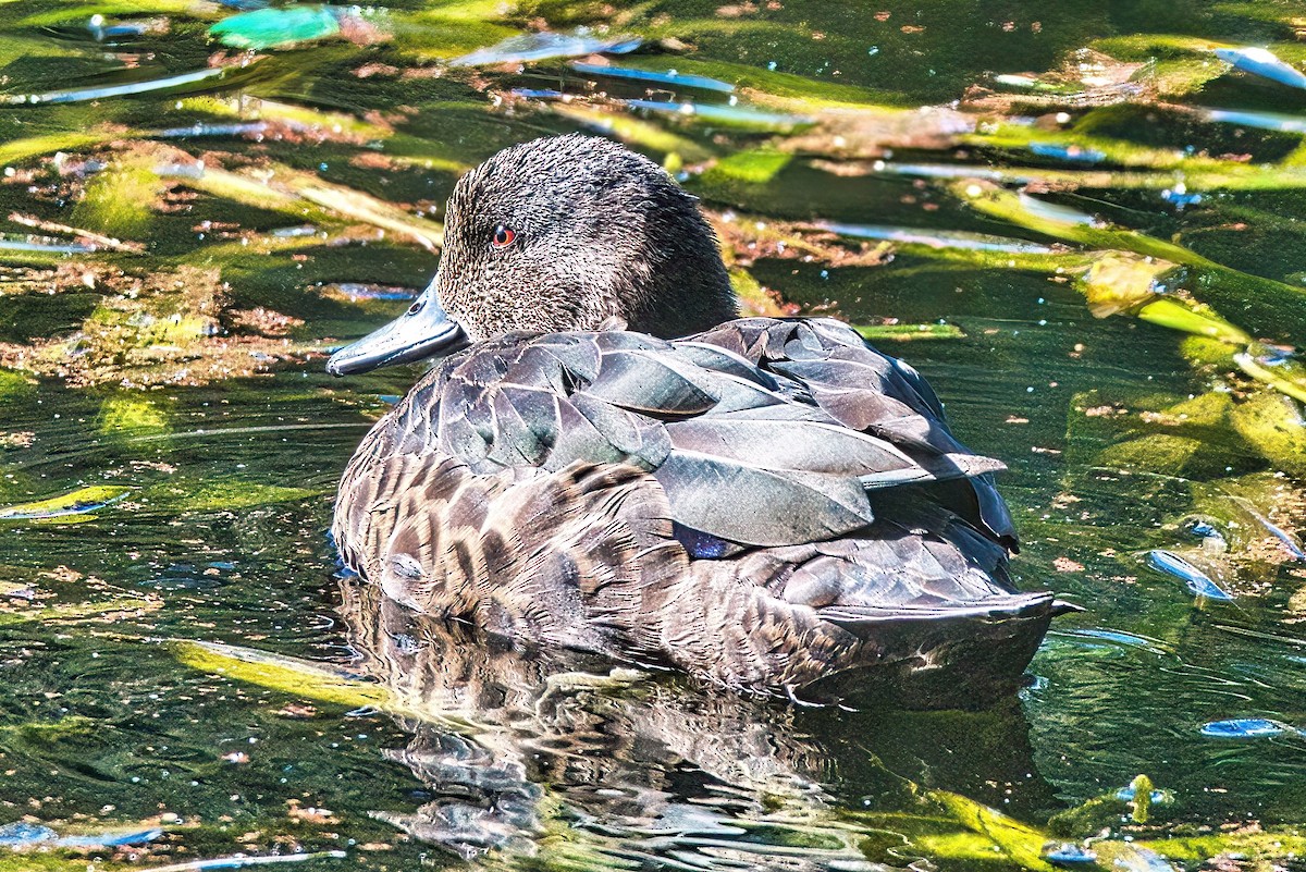 Chestnut Teal - ML618290130