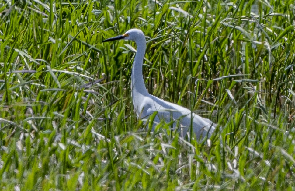 Snowy Egret - John Longhenry