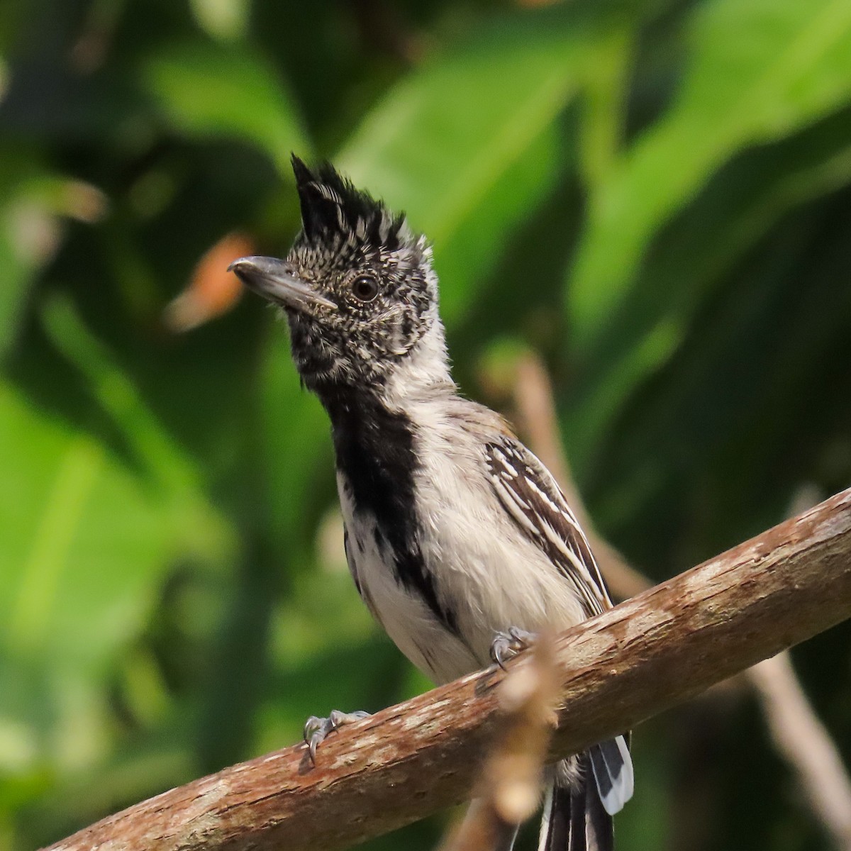 Black-crested Antshrike - Israel Toloza Pérez