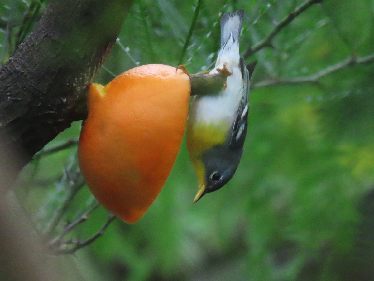 Northern Parula - Alan Morris