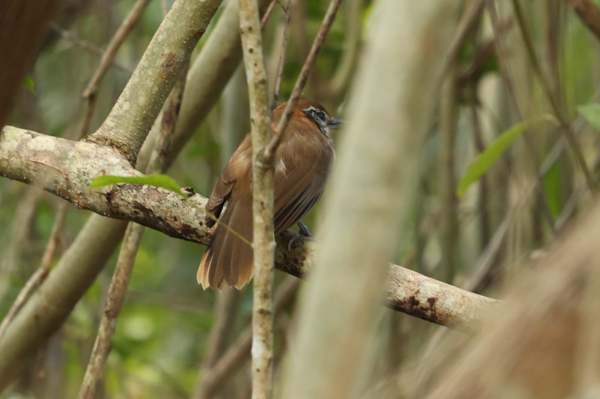 Greater Necklaced Laughingthrush - Von Welch