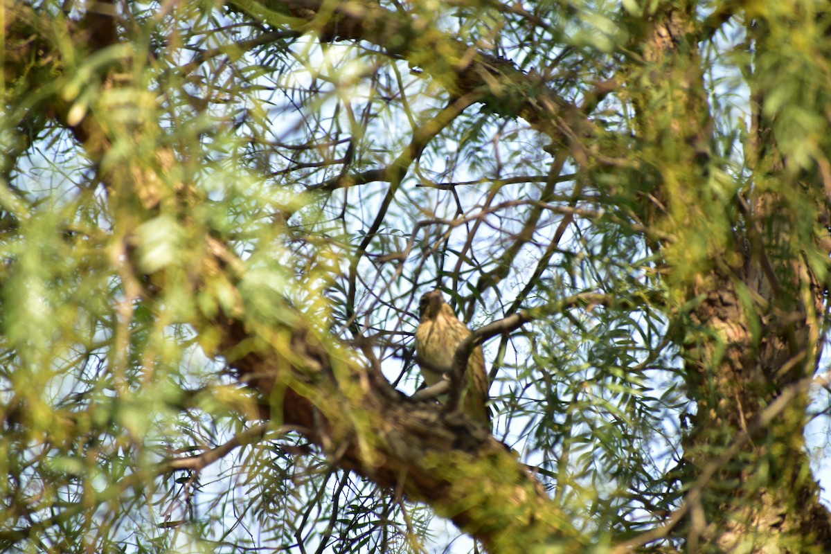 Rose-breasted Grosbeak - Angelina Martínez