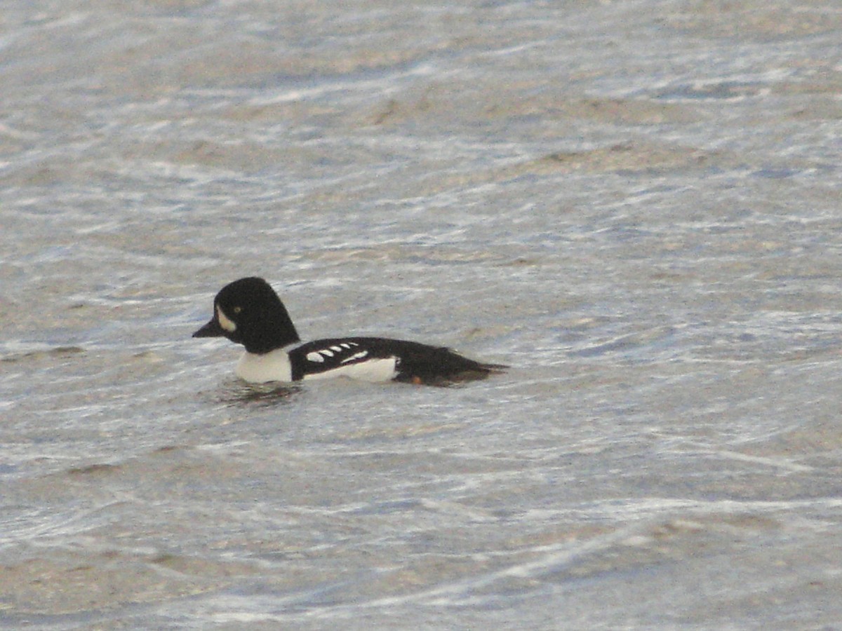 Barrow's Goldeneye - Stu Elsom