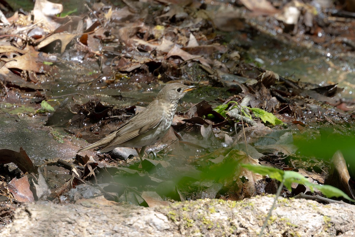 Gray-cheeked Thrush - ML618290169