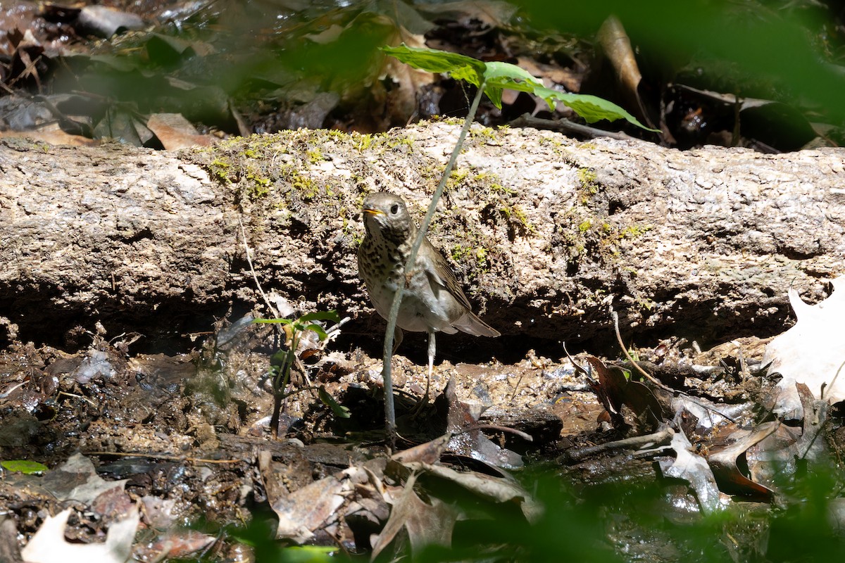 Gray-cheeked Thrush - ML618290172