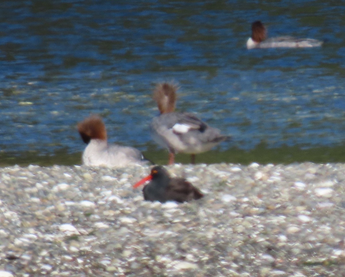 Black Oystercatcher - ML618290173