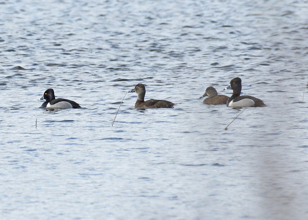 Ring-necked Duck - Janet Smigielski