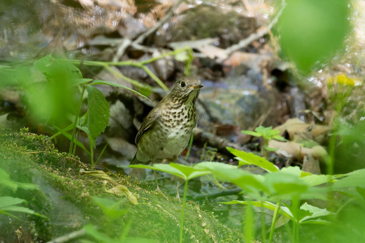 Gray-cheeked Thrush - ML618290177