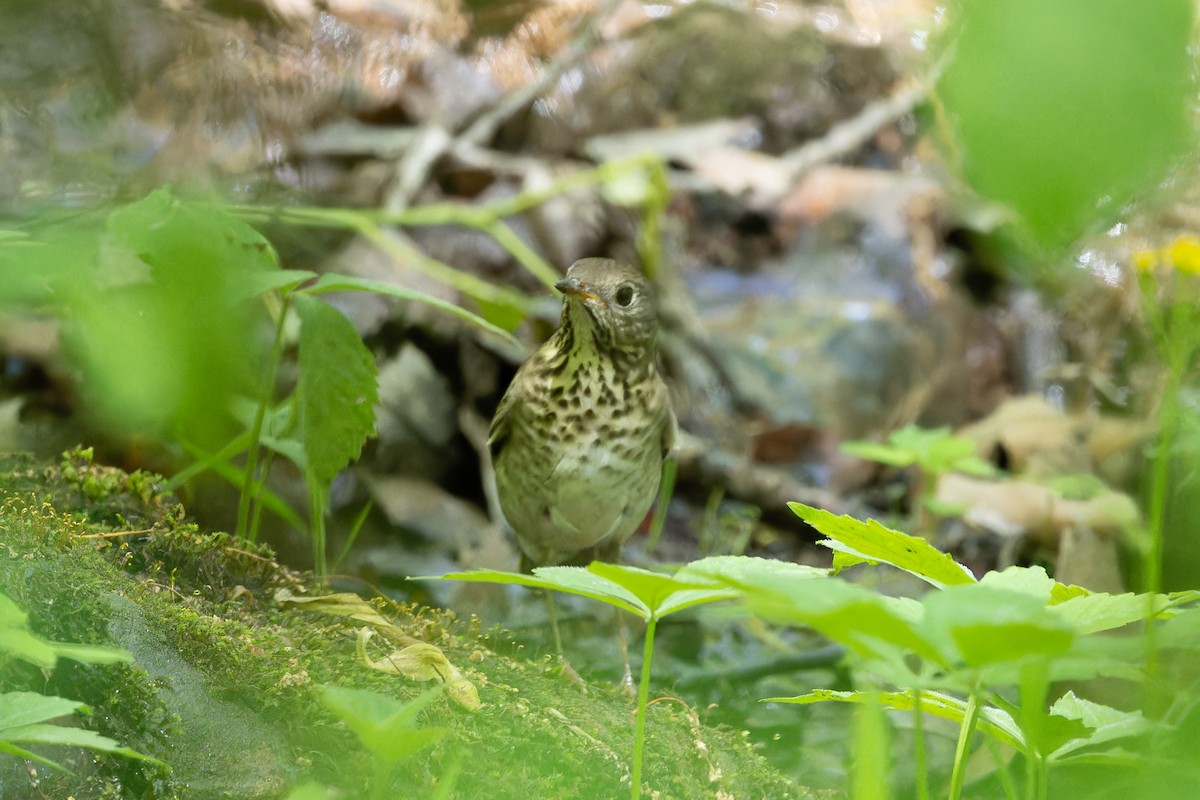 Gray-cheeked Thrush - ML618290180