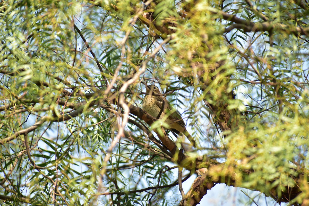 Rose-breasted Grosbeak - Angelina Martínez