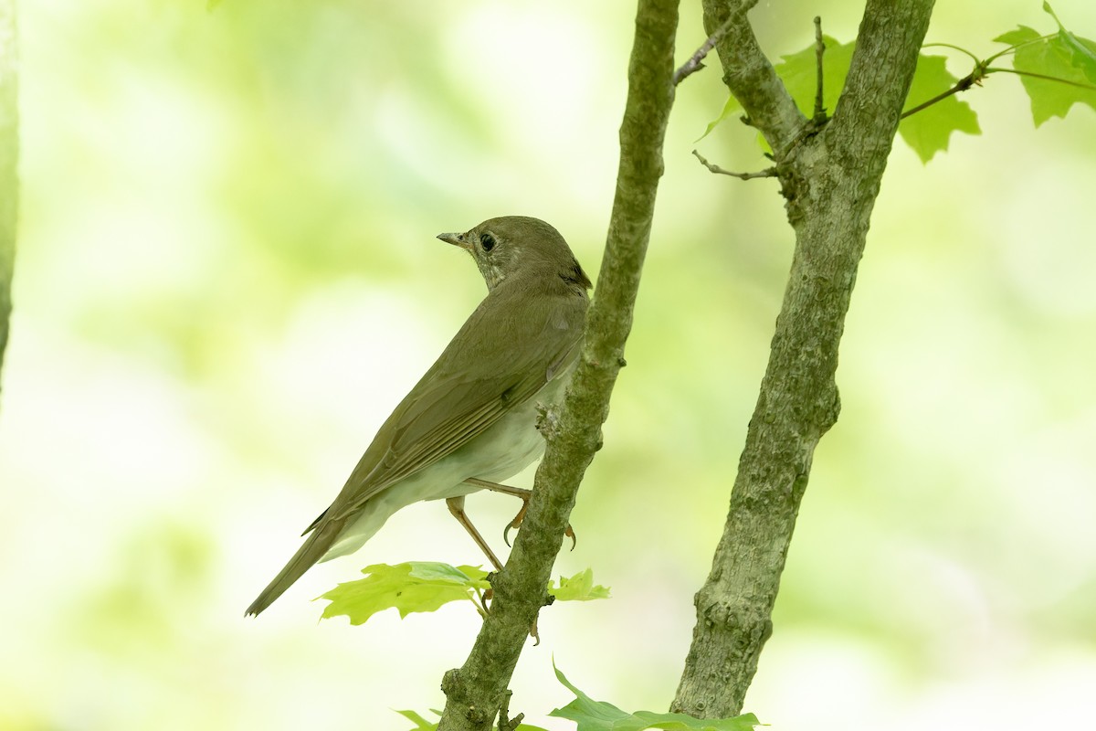 Gray-cheeked Thrush - ML618290187