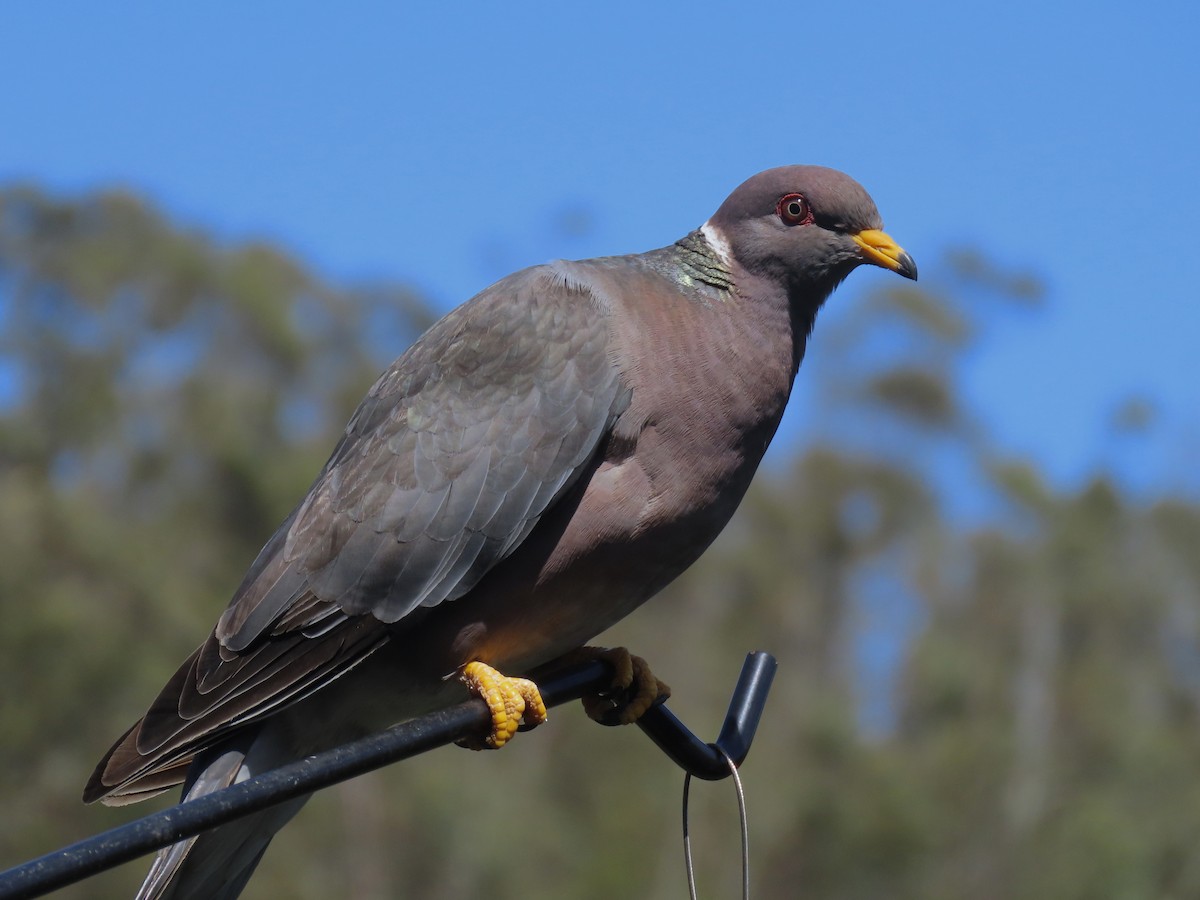 Band-tailed Pigeon - Alane Gray
