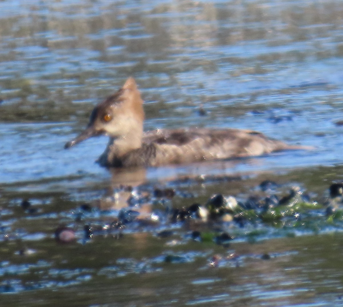 Hooded Merganser - ML618290198