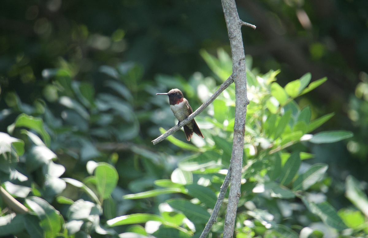 Ruby-throated Hummingbird - Evan Farese