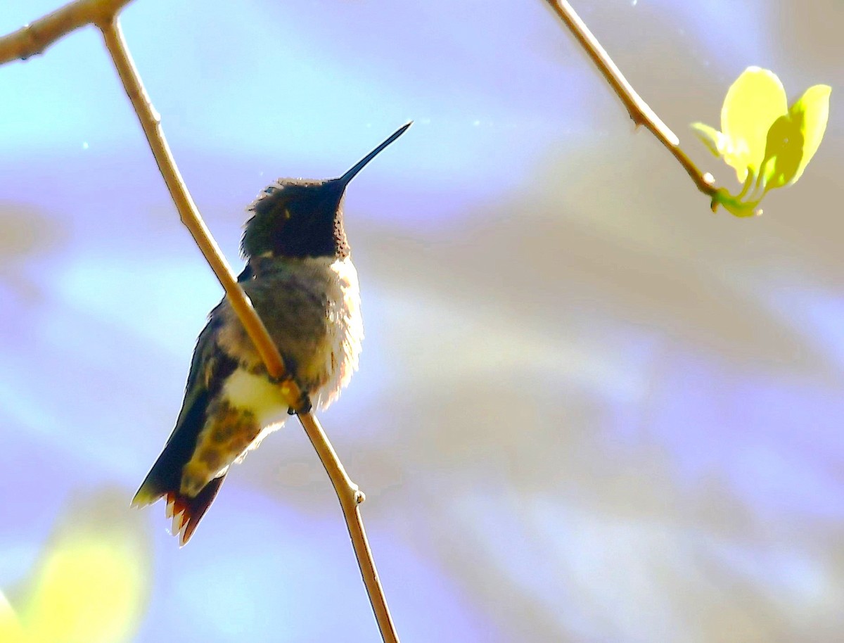 Ruby-throated Hummingbird - ML618290219