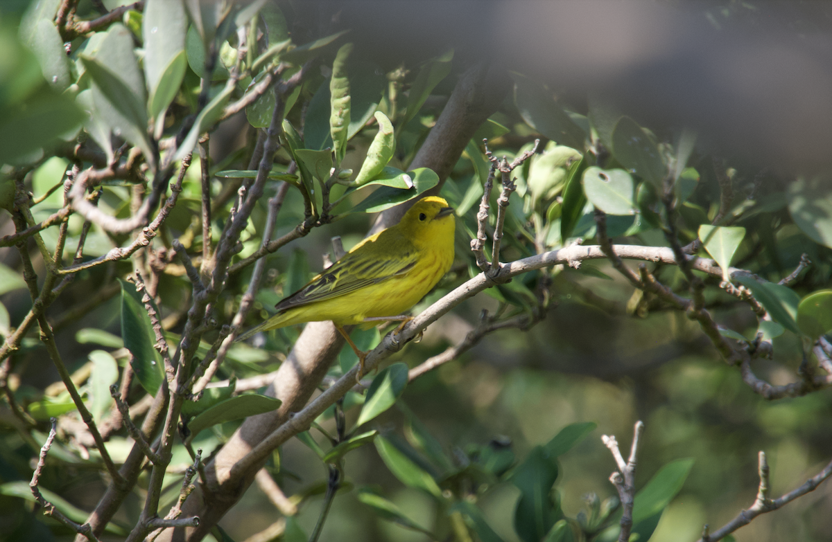 Yellow Warbler (Northern) - Evan Farese