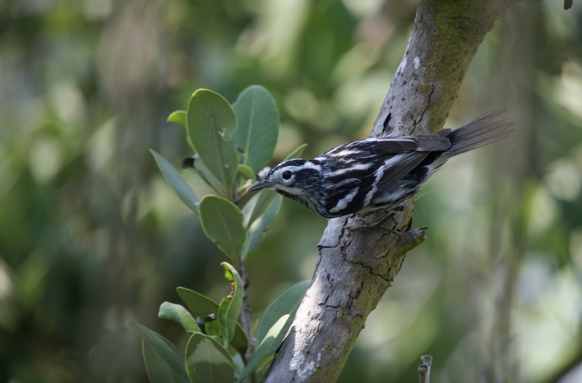 Black-and-white Warbler - Evan Farese