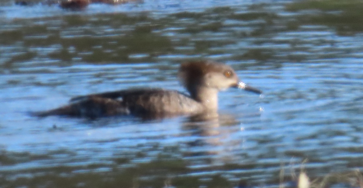 Hooded Merganser - Linda Archer