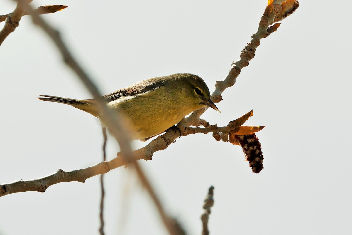 Orange-crowned Warbler - Risë Foster-Bruder