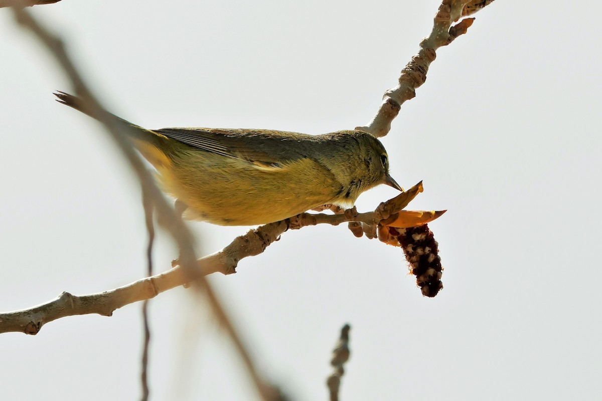 Orange-crowned Warbler - ML618290252